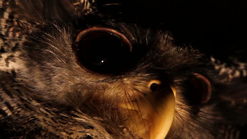 Owl, close-up