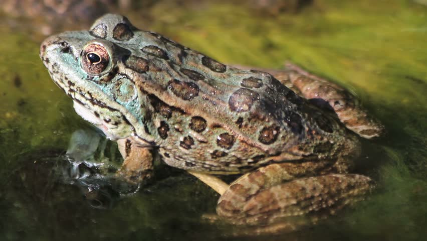Close up of frog, breathing, reflected in green, mossy, pond water. 1080p