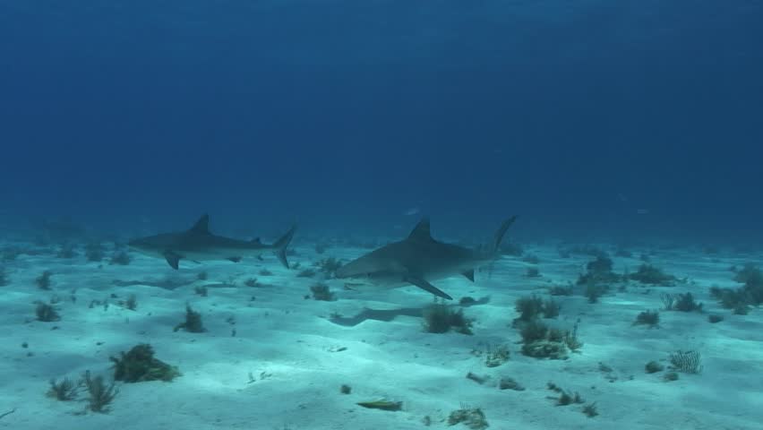 Tiger Shark
