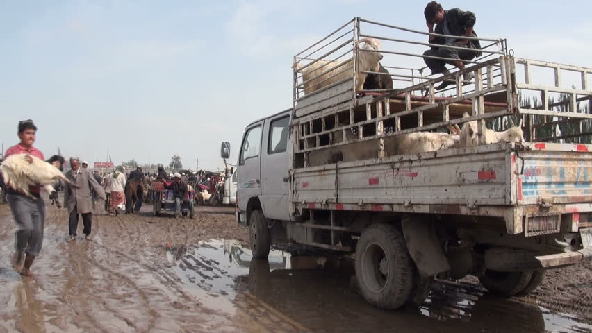 KASHGAR - SEPTEMBER 19 2010: Two young Uyghur traders throw a sheep into a lorry in Kashgar, China