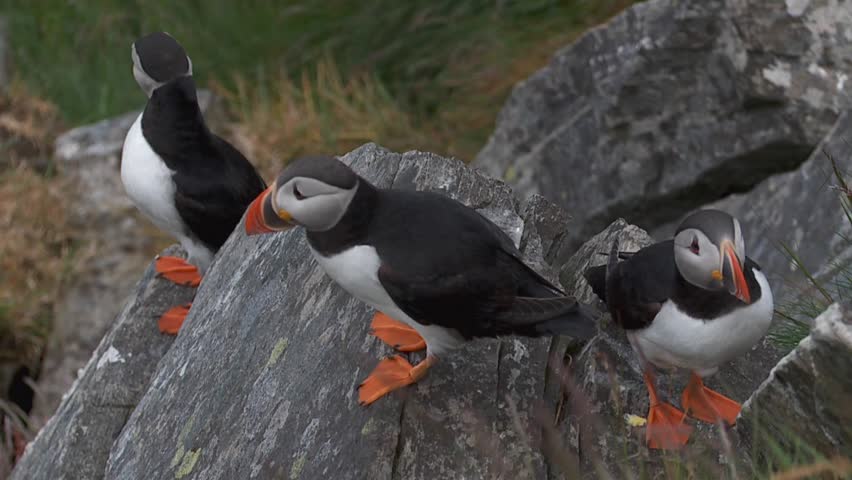 puffin