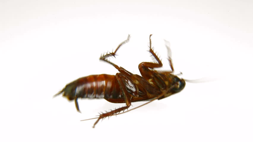 Dying roach under the influence of insecticide