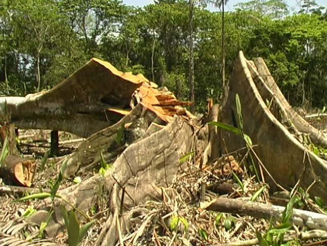 Rainforest cleared for slash and burn agriculture in Loreto Province, Peru
