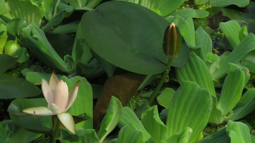 Time lapse opening of water lily flower 