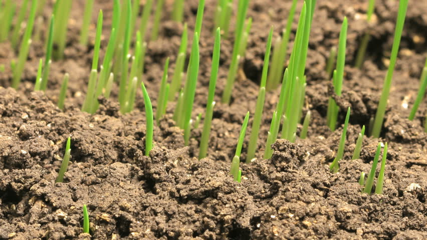 grass crop in time lapse video
