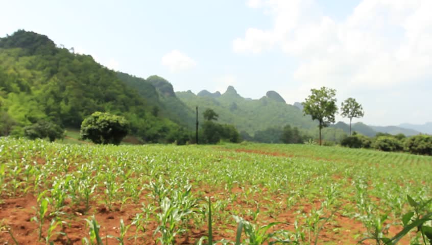  The crop and natural beauty.