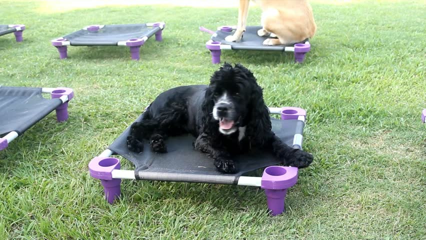 Small Black Furry Dog Stretched Out On Training Pad At Park