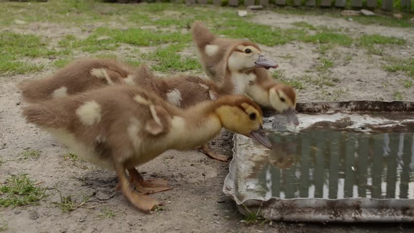 little  ducklings  drinking water and graze the grass