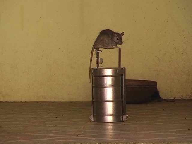 Rats in indian temple