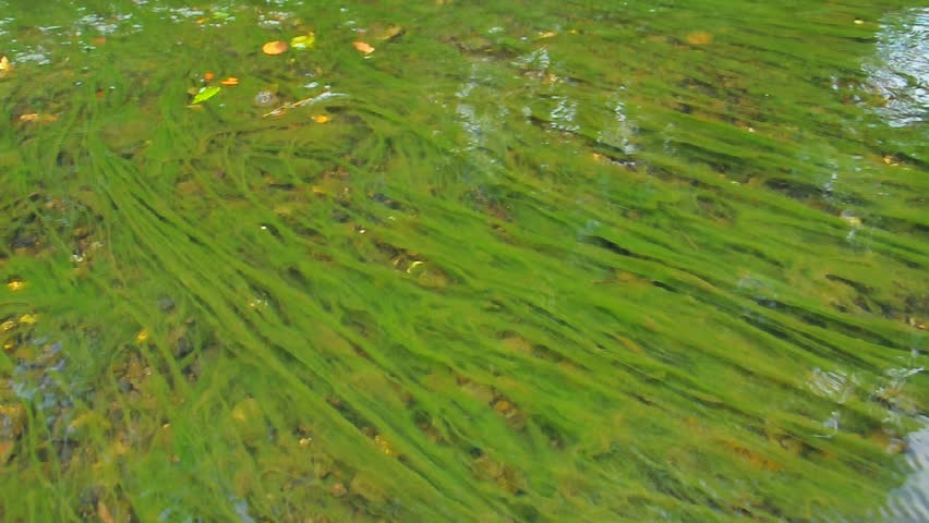 organic slimy substance with algae in water