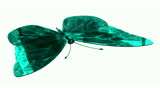 Aquamarine butterfly with white background