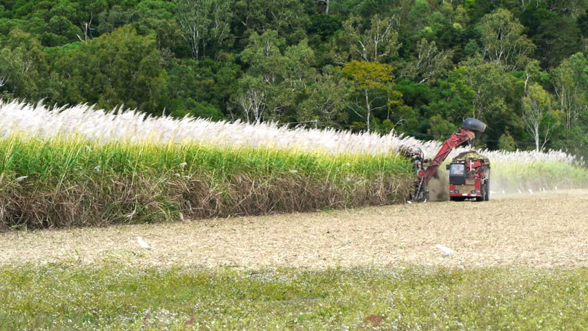 a sugar cane harvester and truck work together in far north Queensland, Australia