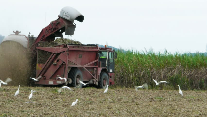 a sugar cane harvester and truck cut cane in far north Queensland, Australia