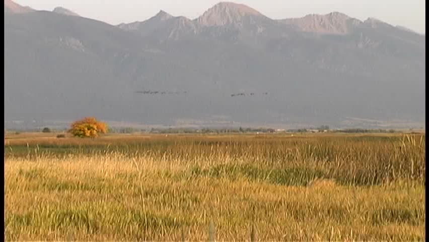 A flock of Canadian geese fly off from a wildlife refuge with the Rocky Mountains in the background on a fall afternoon