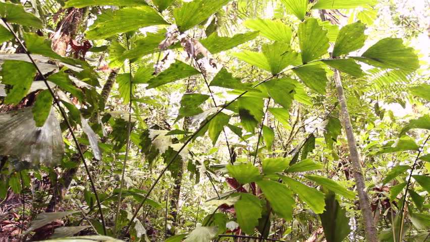 Rainforest stream in the Ecuadorian Amazon