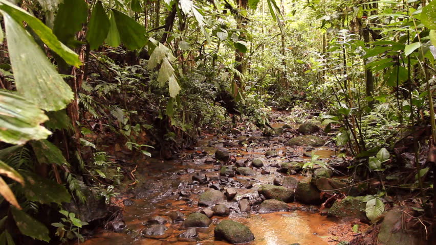 Rainforest stream in the Ecuadorian Amazon