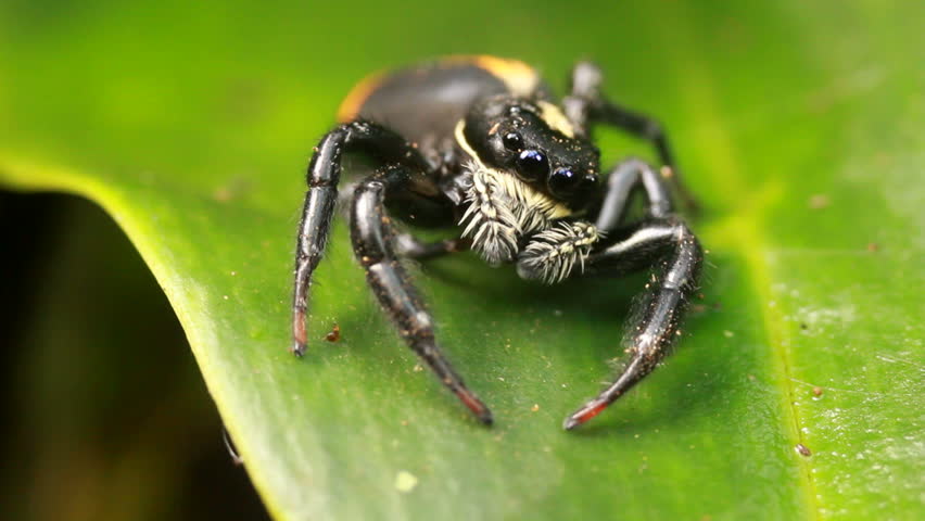 Jumping spider (family Salticidae) Jumping spiders have good vision and use it for hunting and navigating. 