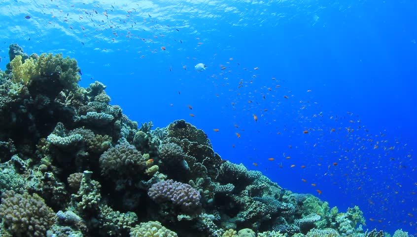 Coral Reef scene with numerous tropical fish coming into the frame