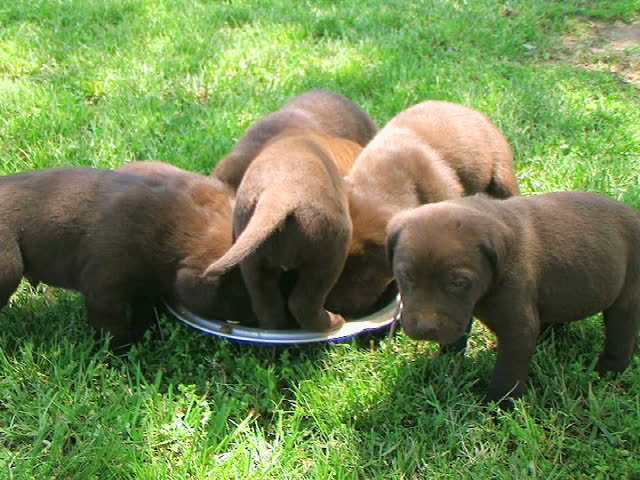 Lab Puppies Compete for Food 
