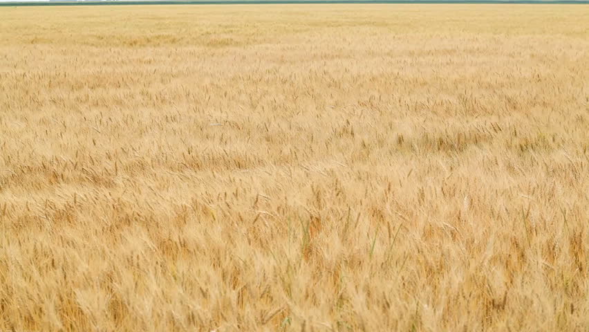 Wheat Blowing in Wind 1080p amber waves of grain