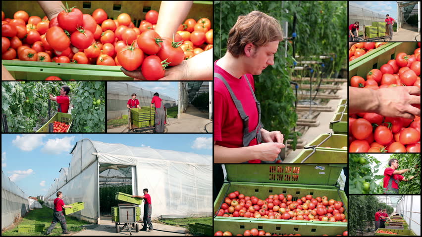 Tomatoes growing in a greenhouse - Collage . HD1080P.