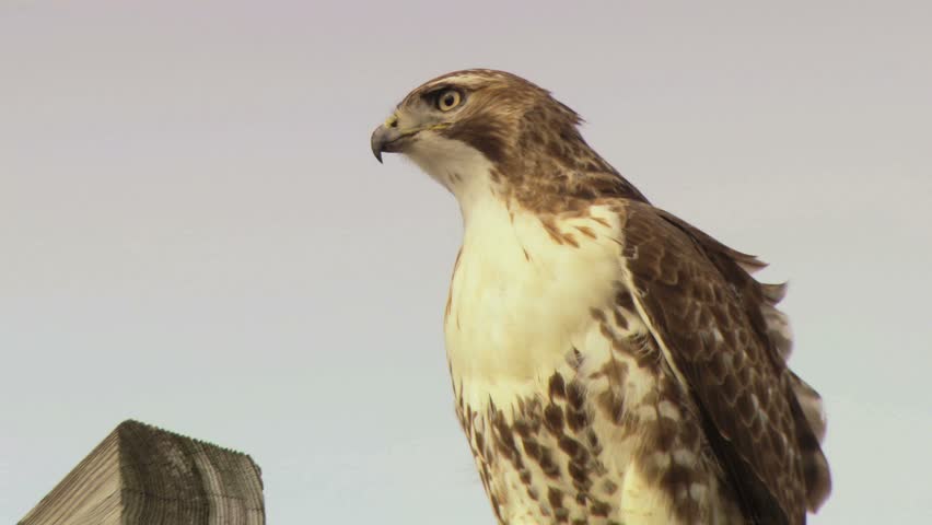 Red tail hawk on power pole