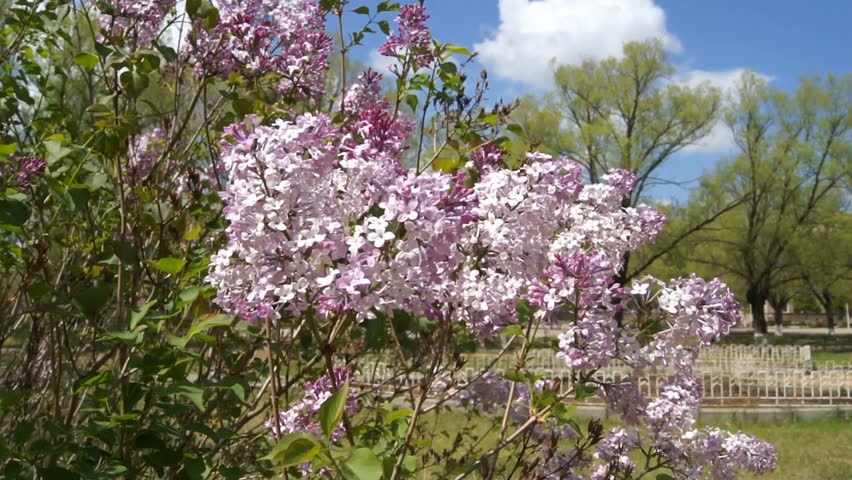 Spring flowering Lilac bush in the sun, gently swaying of the wind, against greenery and blue sky with a white cloud.