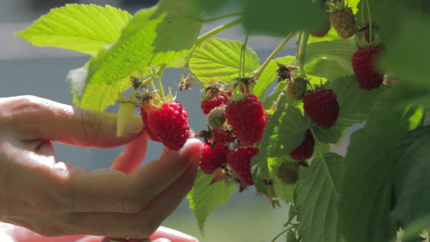 Woman picking ripe raspberries in garden