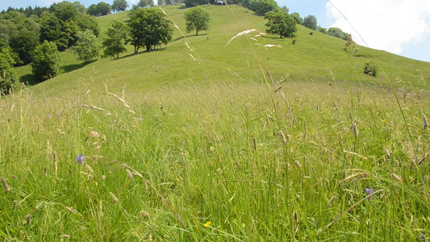 breeze over the flower meadow