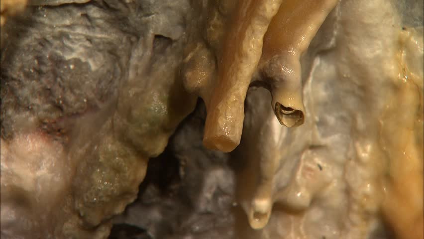Dripping water from cave stalactites