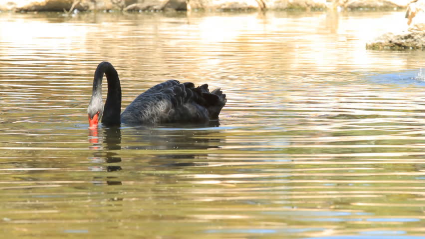 Black swan drinking water in the lake
