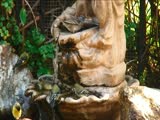 songbirds bathing