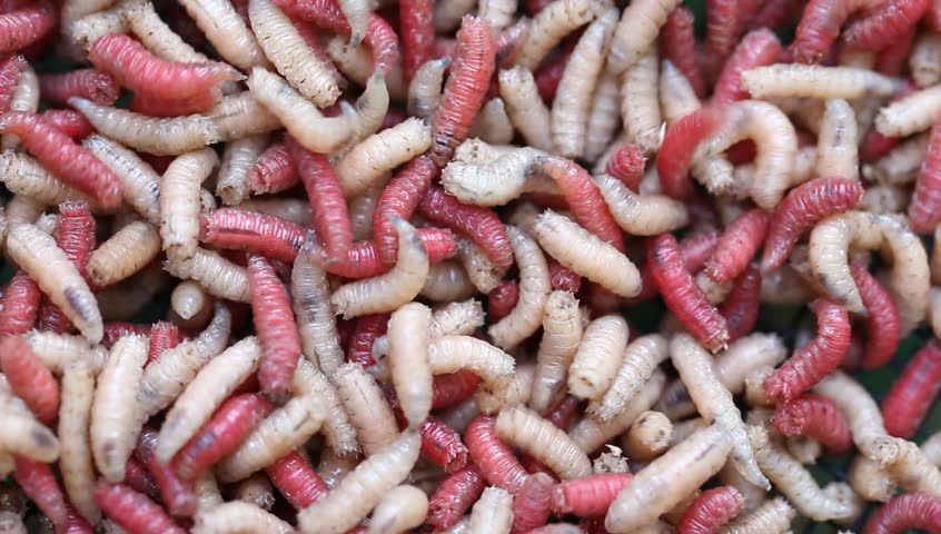 details of maggots for fisherman
