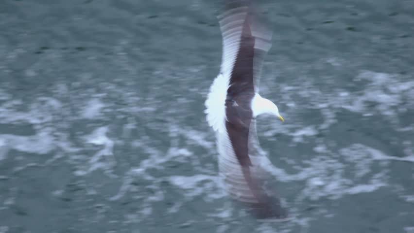 One of few gulls flies and take piece of bread from hand above rescue boat at ship board