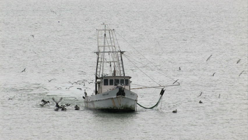 Shrimp boat trolling in the Corpus Christi Texas bay. Pelicans and seagulls flying and begging for scraps and food. Smooth water. Working on fresh catch.