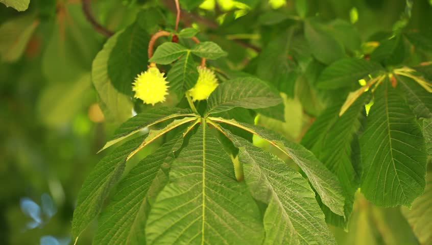 View under small green leaves chestnut trees at springtime