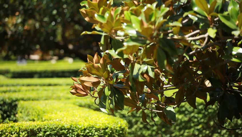 Magnificent Magnolia Tree in Spring Horizontal