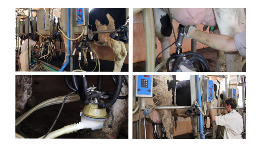 Dairy Farm split screen