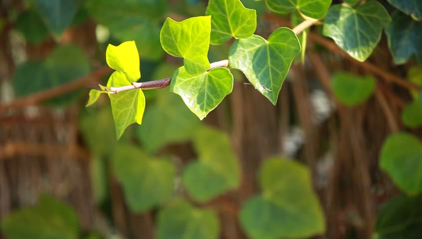 Many leafs of ivy cover a wall
