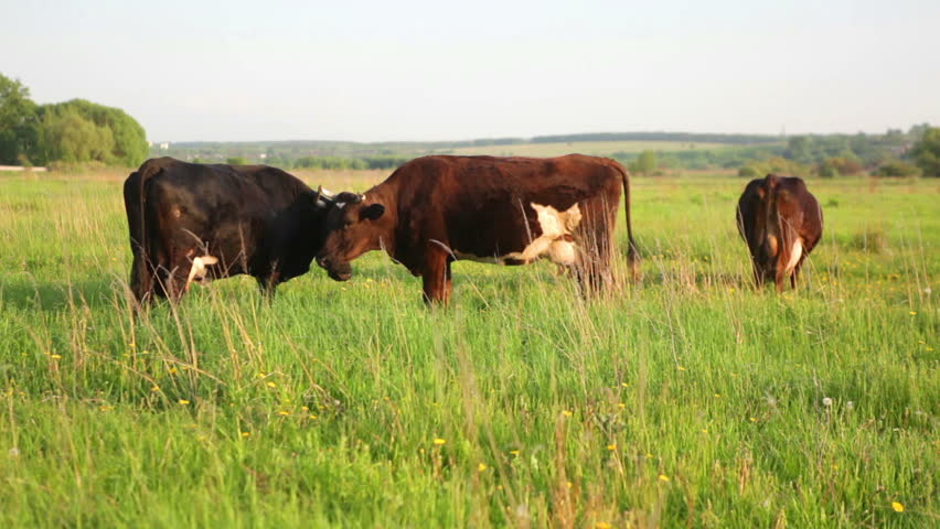Brown cows on a farmland. HD