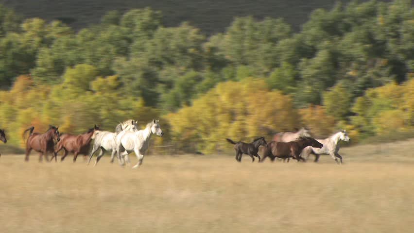 Galloping Horses 