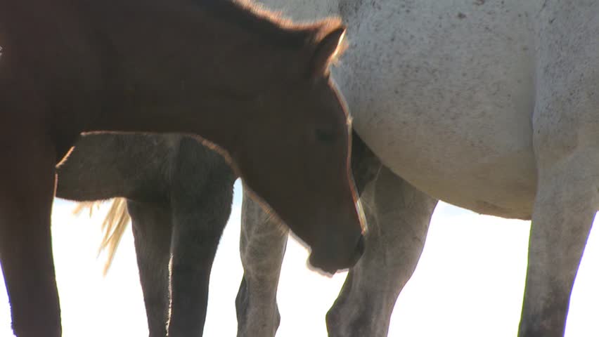 A Colt Drinks Milk from His Mothers Udder