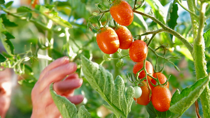 Female Gardener Picking Ripe Plum Tomato in Vegetable Garden