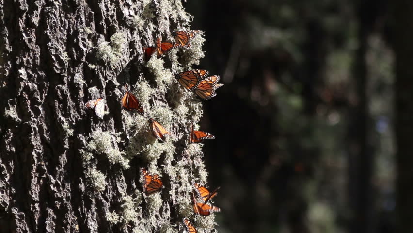 the amazing monarch butterfly sanctuary in mexico, where millions of butterflies return to each year from the USA and canada