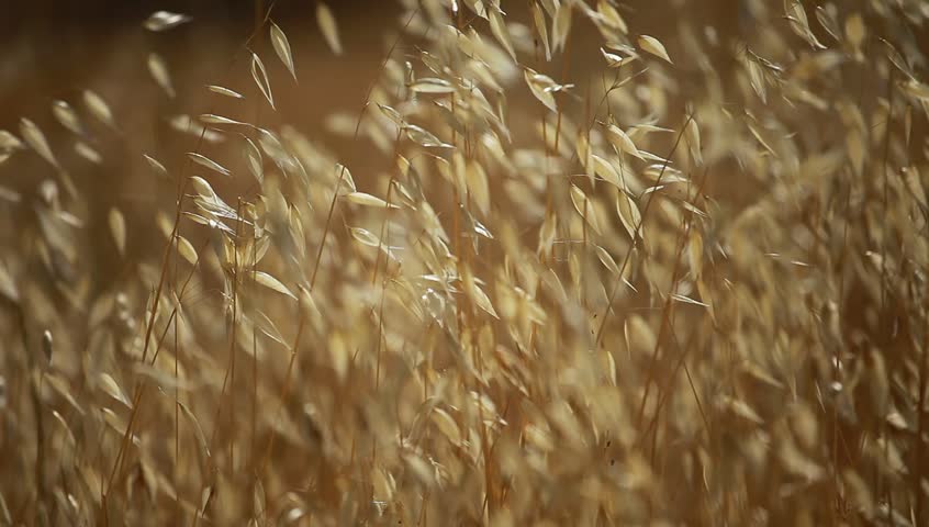 Ears of wheat