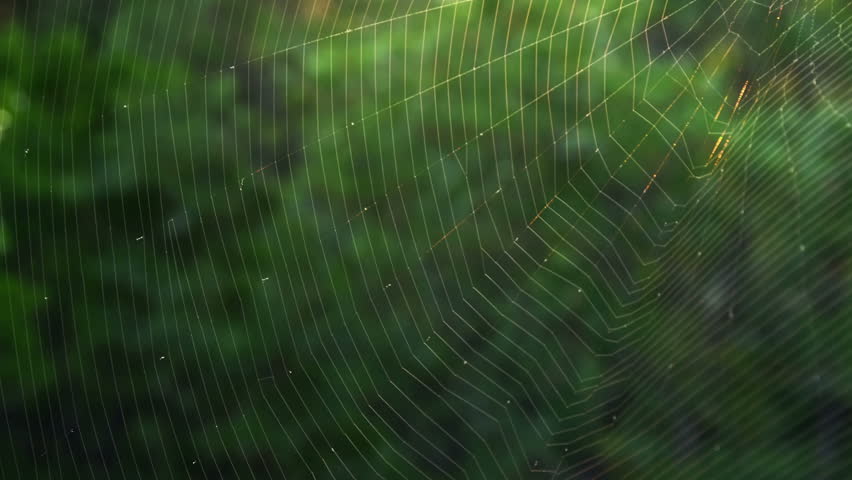 Spider web on a wind,