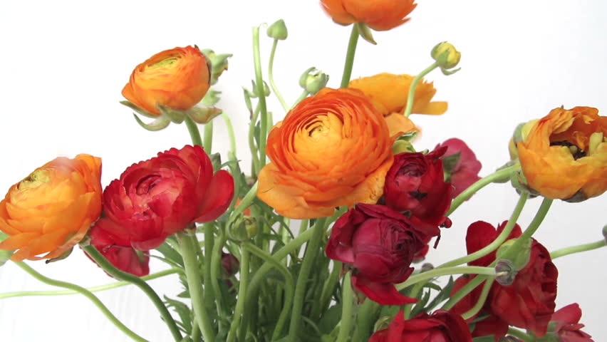 Header of Ranunculus