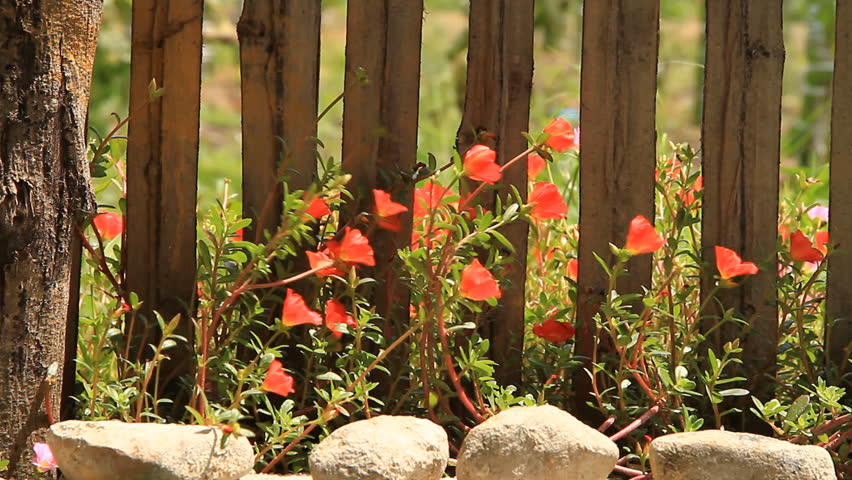Portulaca Flowers is winding and fence.