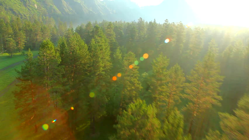 flight above forest