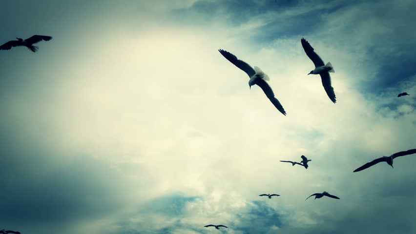 Flock of seagulls.